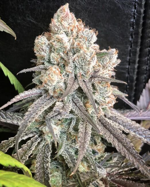 Pillow Talk Feminized Seeds