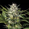 Pineapple Skunk Feminized Seeds