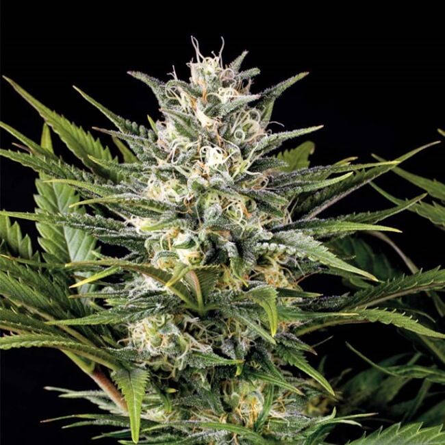 Pineapple Skunk Feminized Seeds