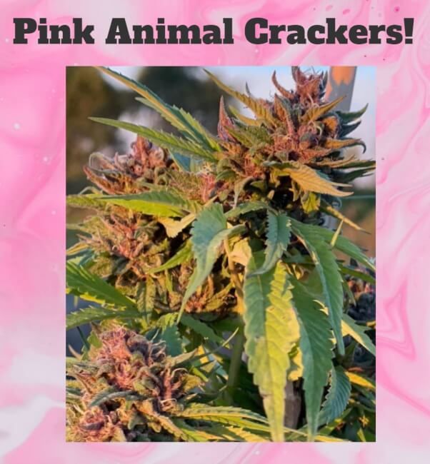 Pink Animal Crackers S1 Feminized Seeds