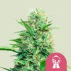 Pink Runtz Feminized Seeds