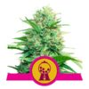 Pink Runtz Feminized Seeds
