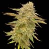 Pineapple OG Feminized Seeds