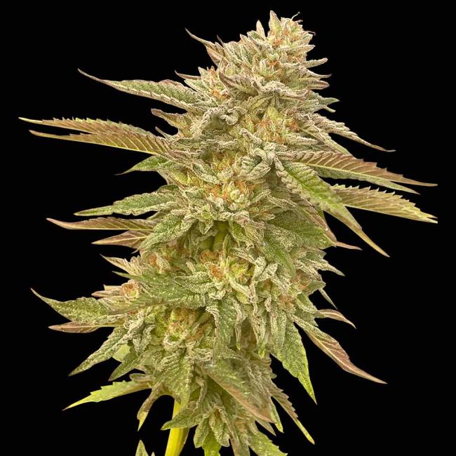 Pineapple OG Feminized Seeds