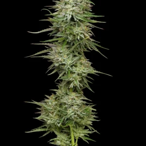 Poddy Mouth Feminized Seeds