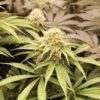 PriZmatic Feminized Seeds