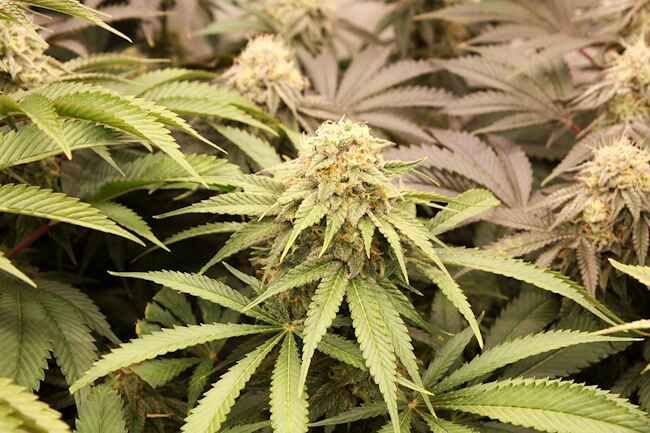 PriZmatic Feminized Seeds