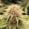 PriZmatic Feminized Seeds