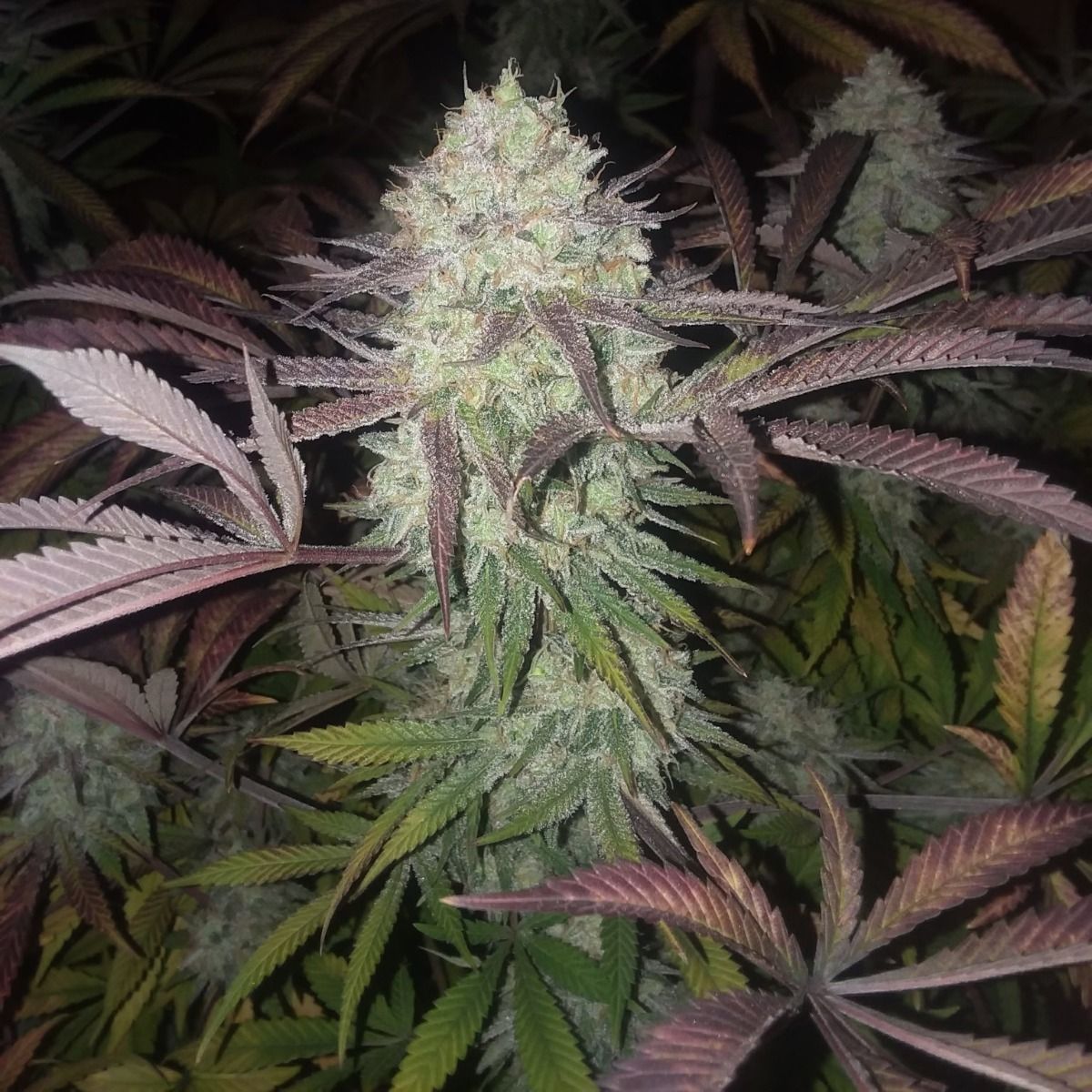 Purple Crack Feminized Seeds