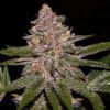 Radical Juice Auto Feminized Seeds