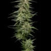 Raspberry Parfait Feminized Seeds