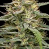 Raspberry Parfait Feminized Seeds