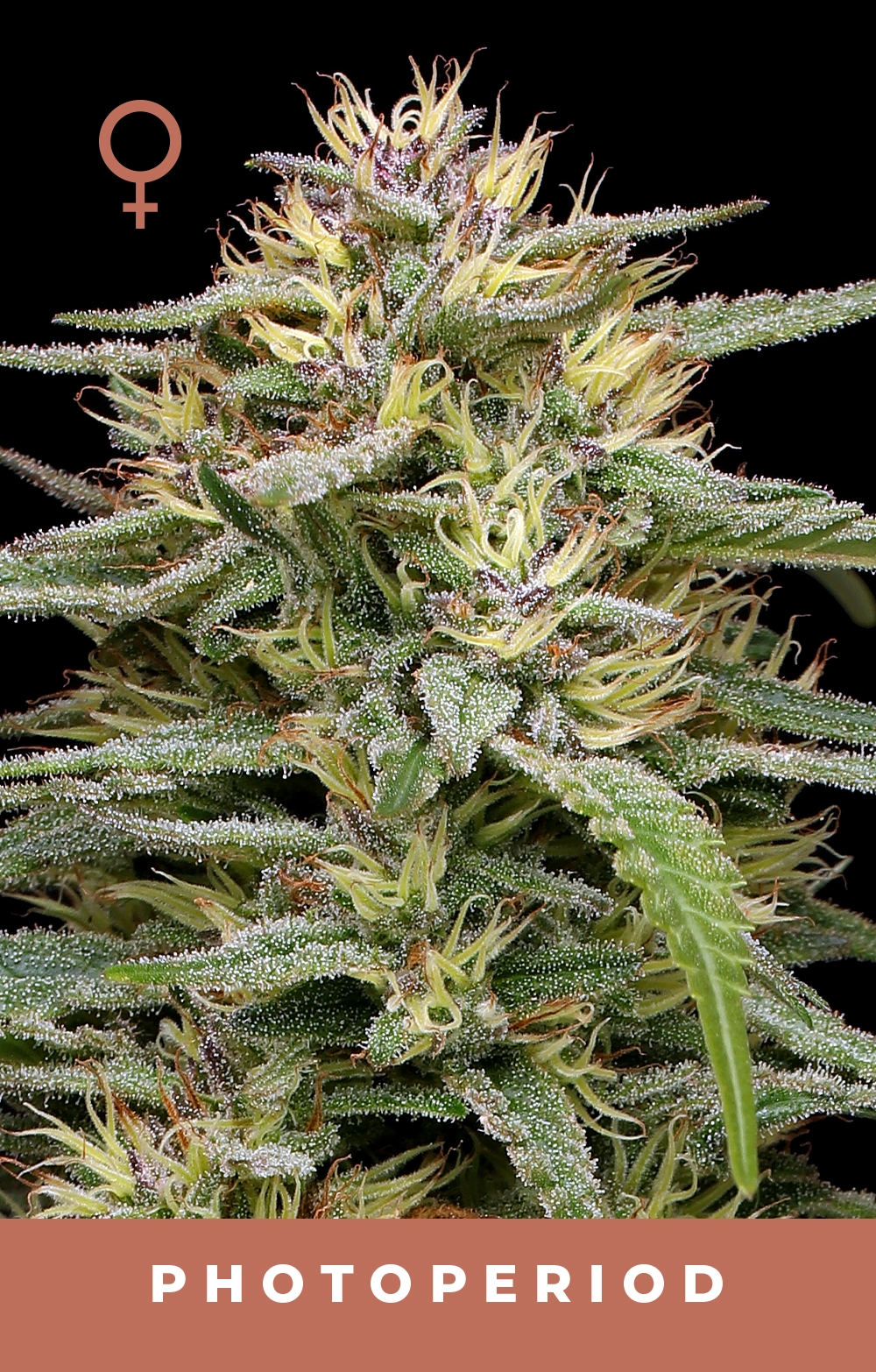 Raspberry Parfait Feminized Seeds