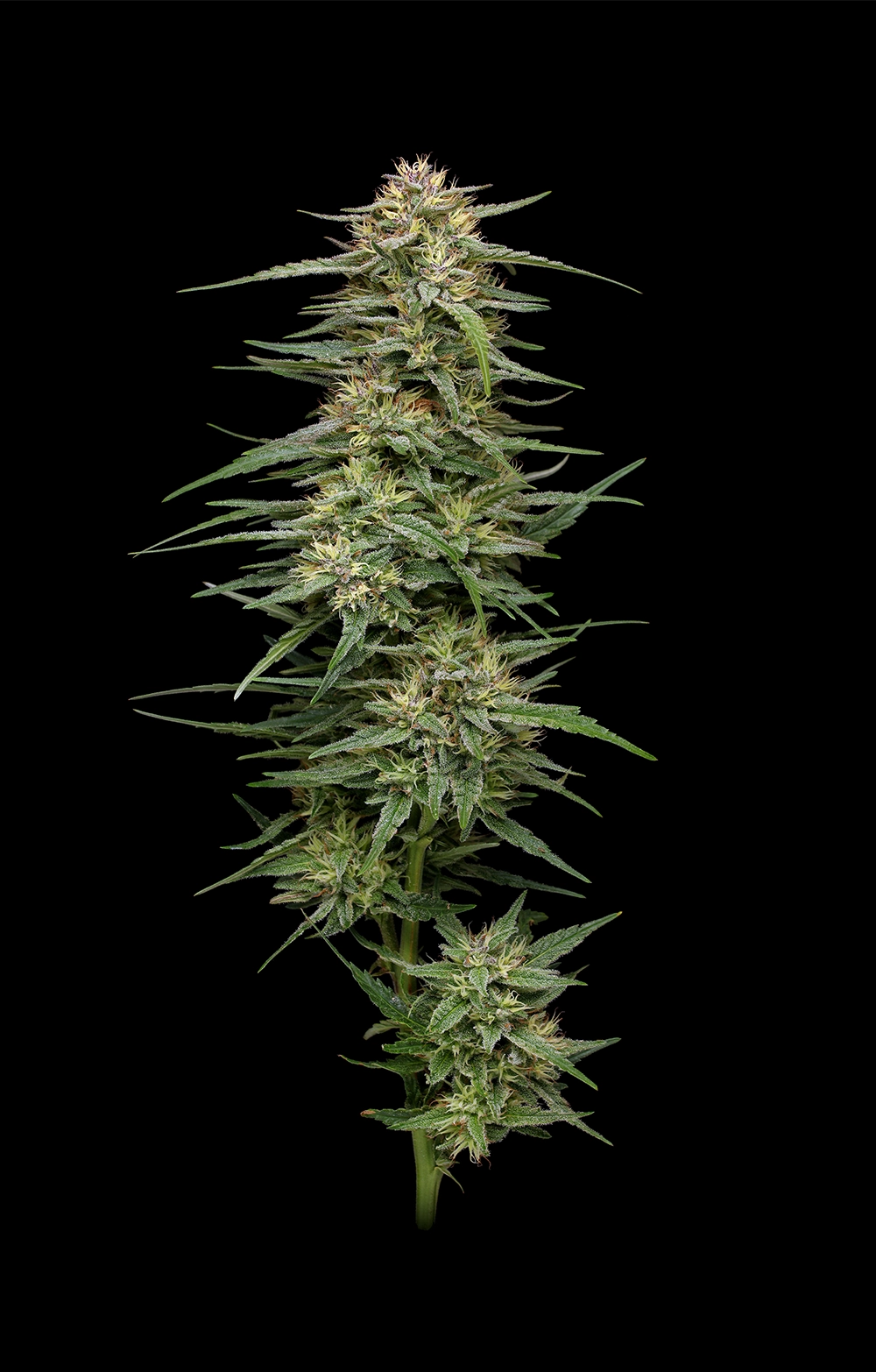 Raspberry Parfait Feminized Seeds