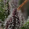 Raspberry Parfait Feminized Seeds