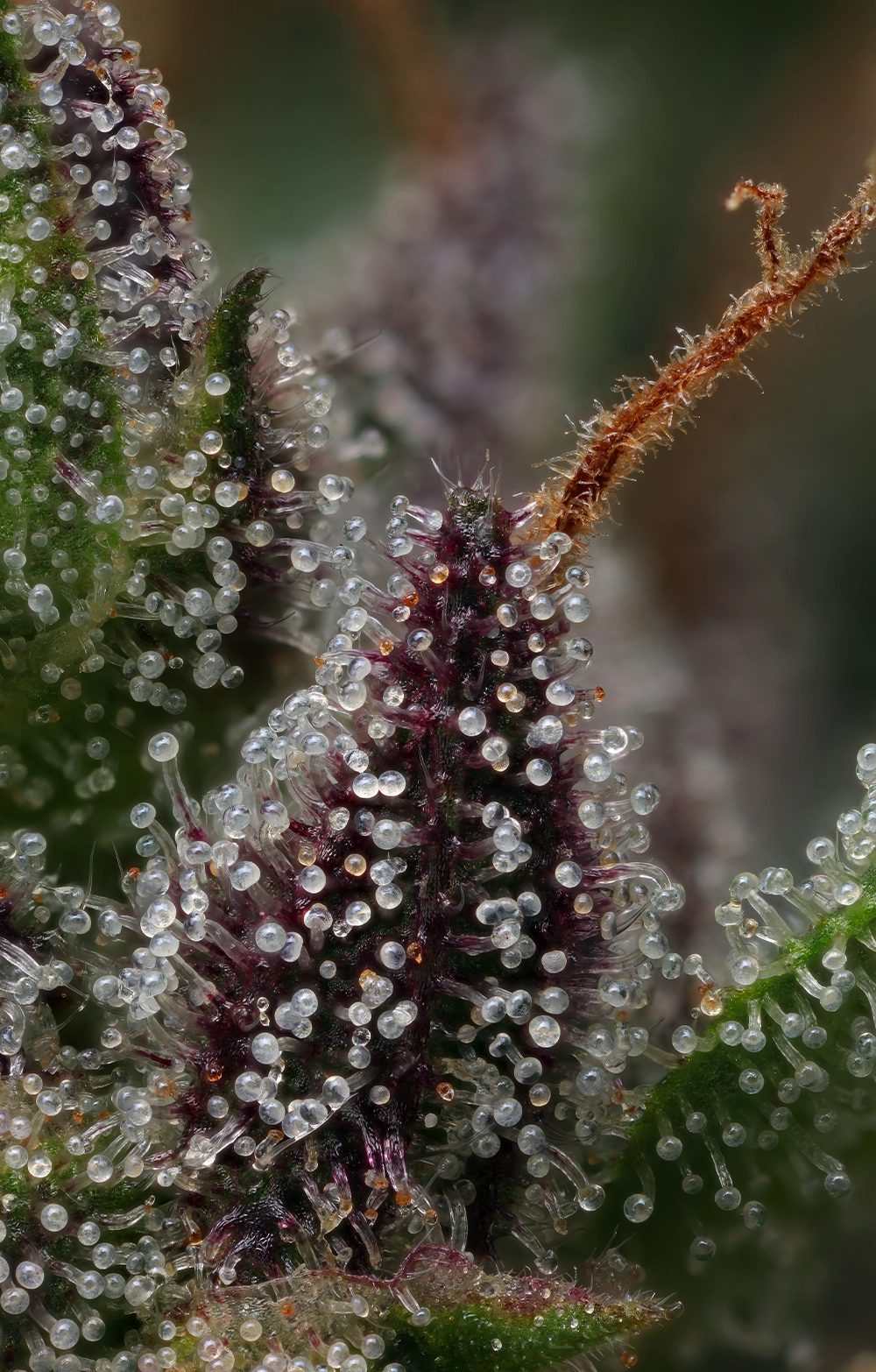 Raspberry Parfait Feminized Seeds
