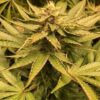 Sakura Regular Seeds