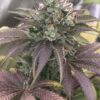 Sakura Regular Seeds