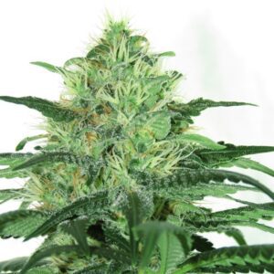 Sideral Feminized Seeds
