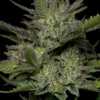 Sour Apple Auto Feminized Seeds
