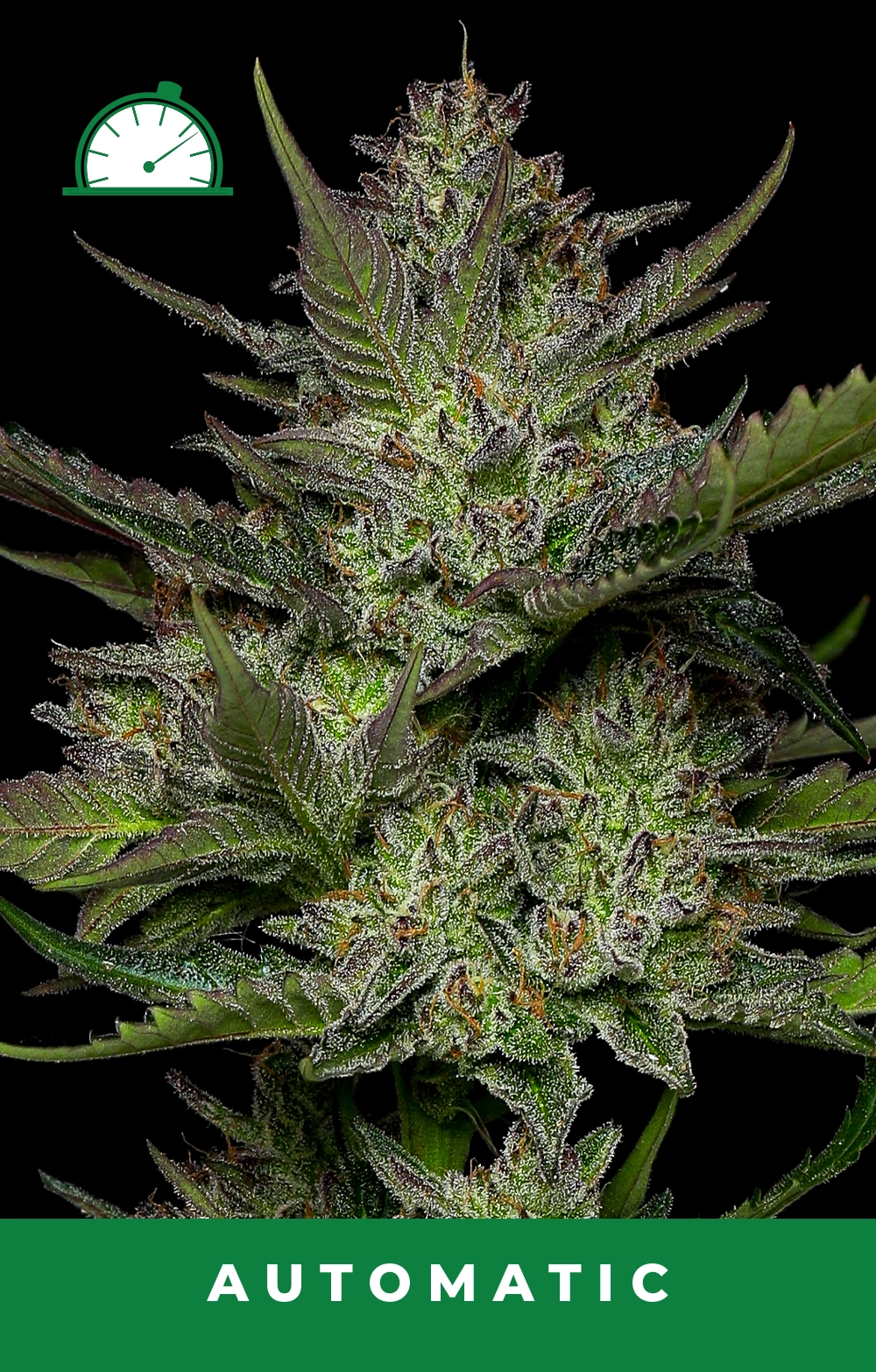 Sour Apple Auto Feminized Seeds