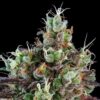 Sour Ripper Auto Feminized Seeds