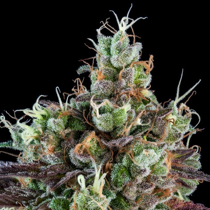 Sour Ripper Auto Feminized Seeds