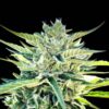 Sour Diesel Auto Feminized Seeds