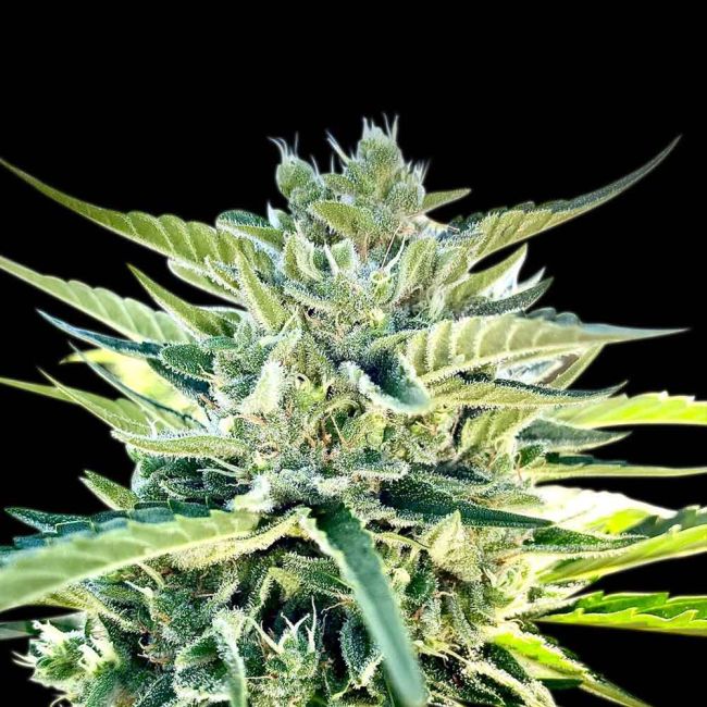 Sour Diesel Auto Feminized Seeds