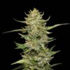 Sour Diesel Auto Feminized Seeds