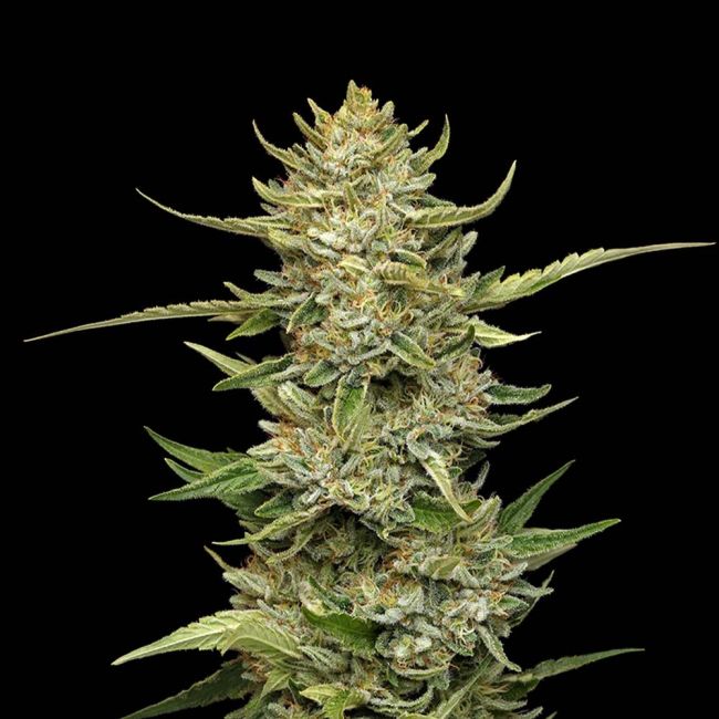 Sour Diesel Auto Feminized Seeds
