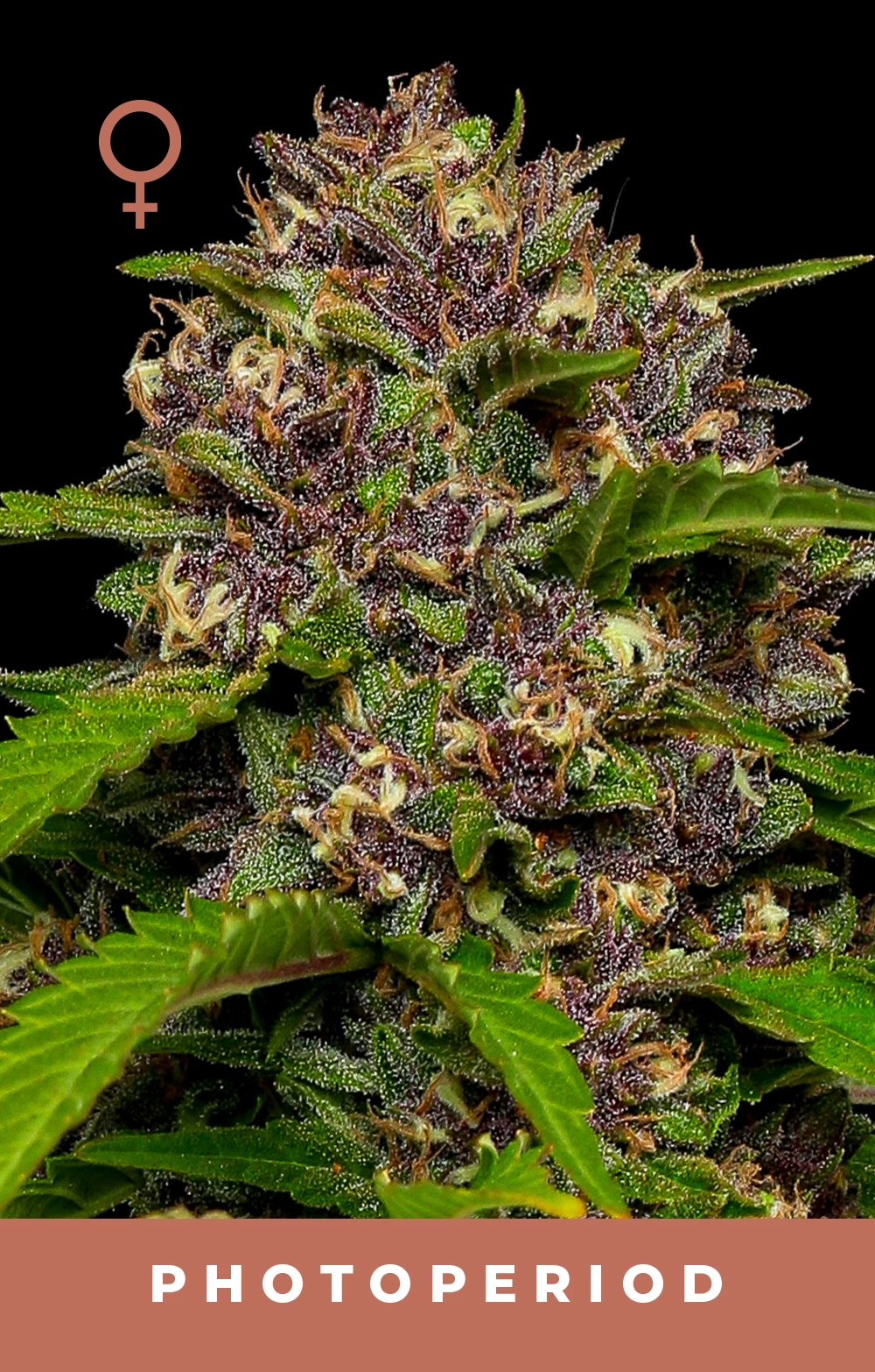 Squirt Feminized Seeds