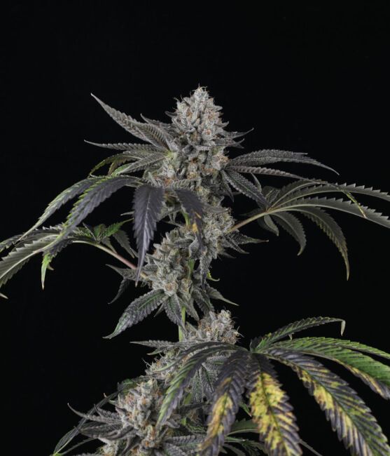 Strawberry Sky Gelly Auto Feminized Seeds