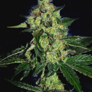 Sugar Mill Feminized Seeds (Gold Collection)