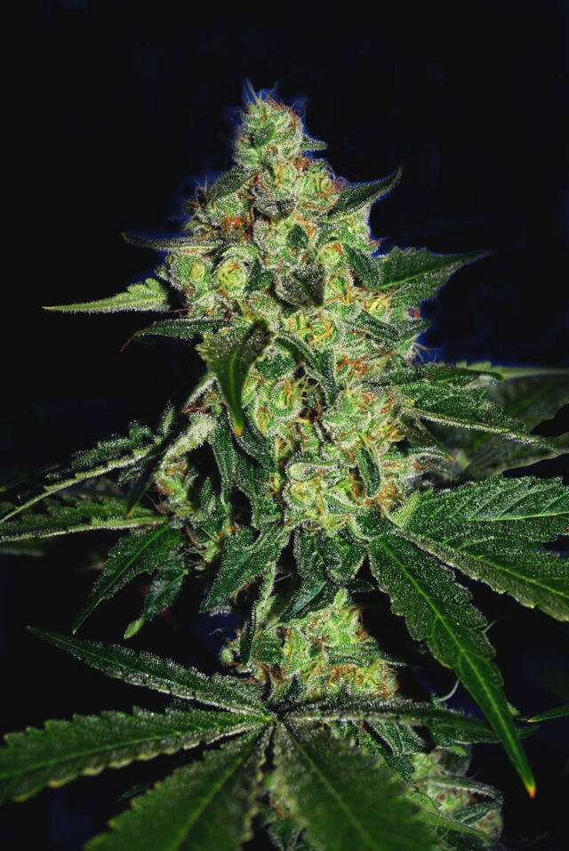 Sugar Mill Feminized Seeds (Gold Collection)