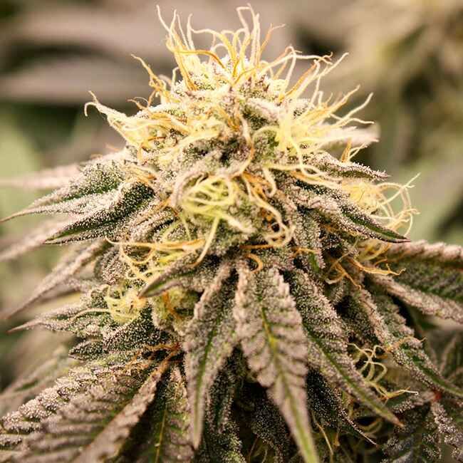 SundogZ Feminized Seeds
