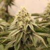 Sunset Bride Feminized Seeds
