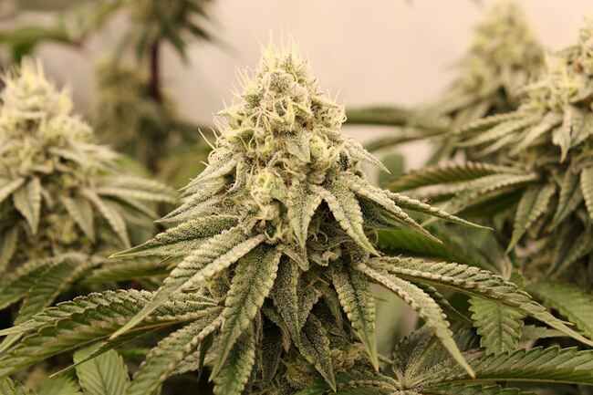 Sunset Bride Feminized Seeds