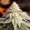 Sunset Bride Feminized Seeds