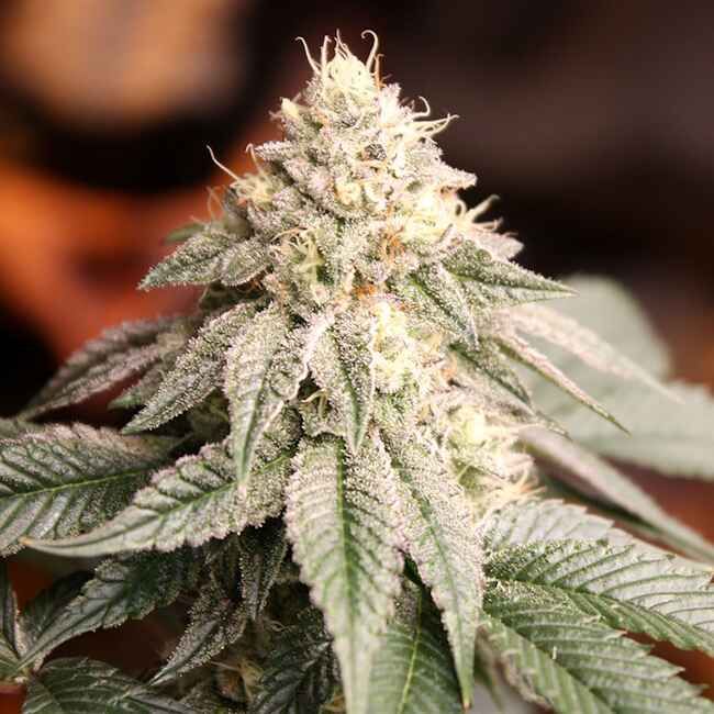 Sunset Bride Feminized Seeds