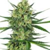 Tangerine Sugar Feminized Seeds