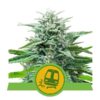 Trainwreck Auto Feminized Seeds