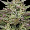 Trainwreck Auto Feminized Seeds