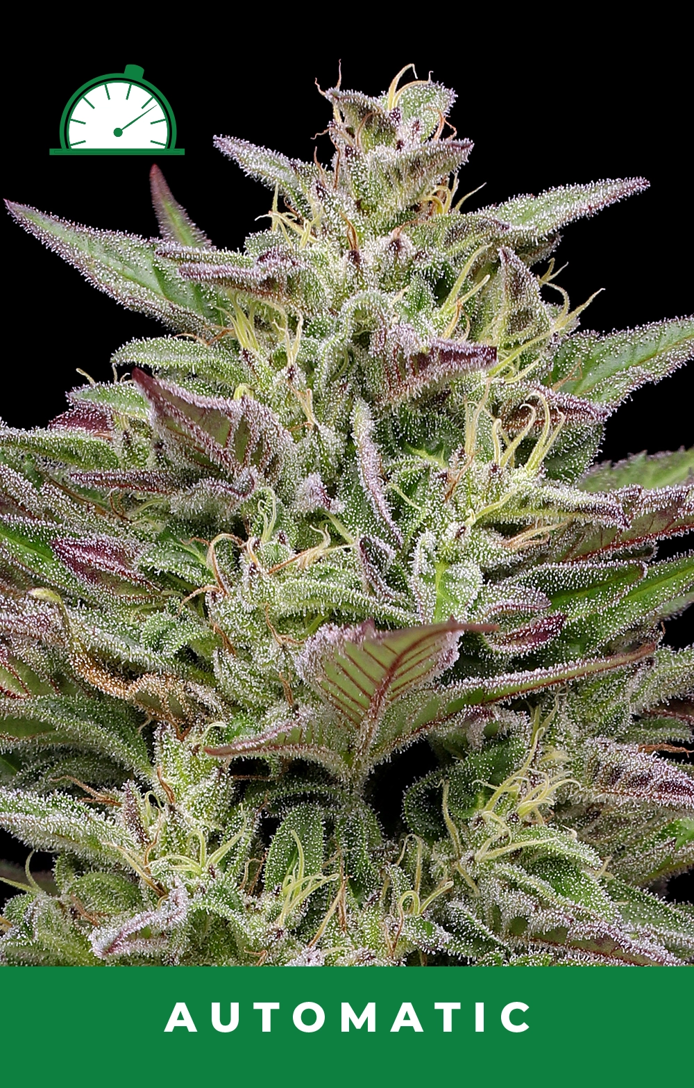 Trainwreck Auto Feminized Seeds
