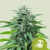 Trainwreck Auto Feminized Seeds