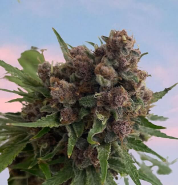 Venus Blue Feminized Seeds