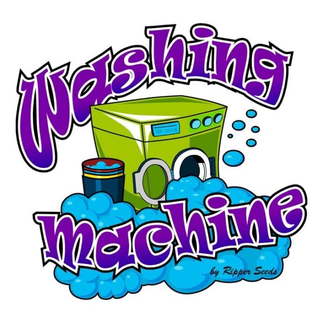 Washing Machine Feminized Seeds