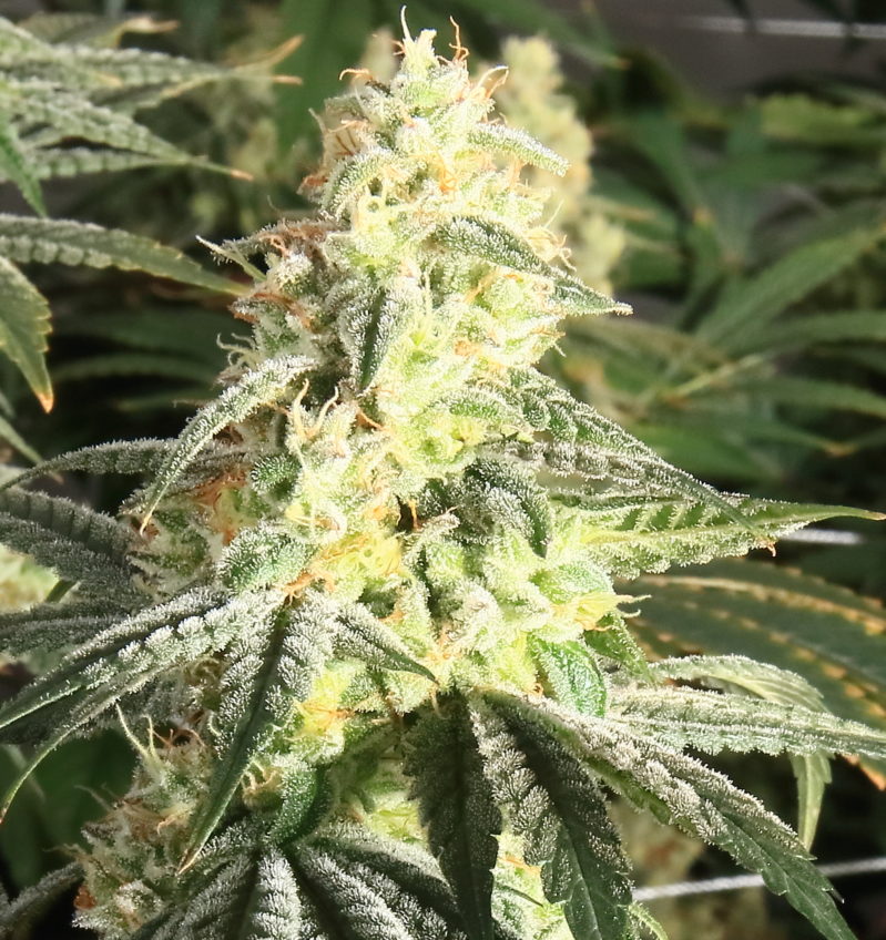 XTC OG Feminized Seeds