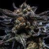 Zombie Kush Auto Feminized Seeds