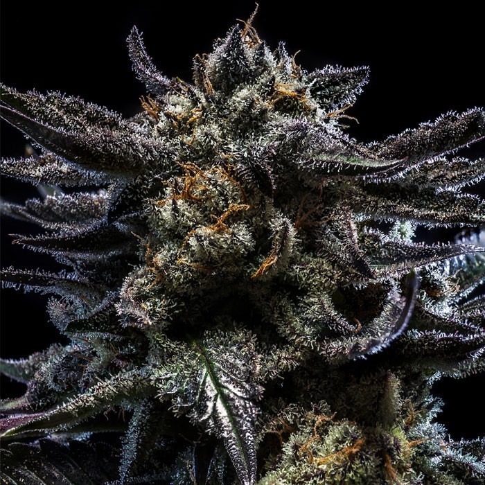 Zombie Kush Auto Feminized Seeds